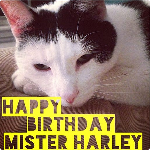happy birthday mister harley