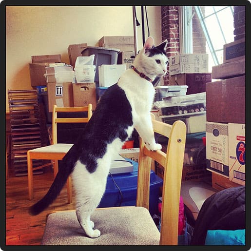 mister harley checking out his new place